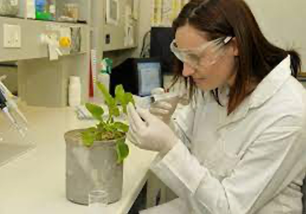 Plant Geneticist